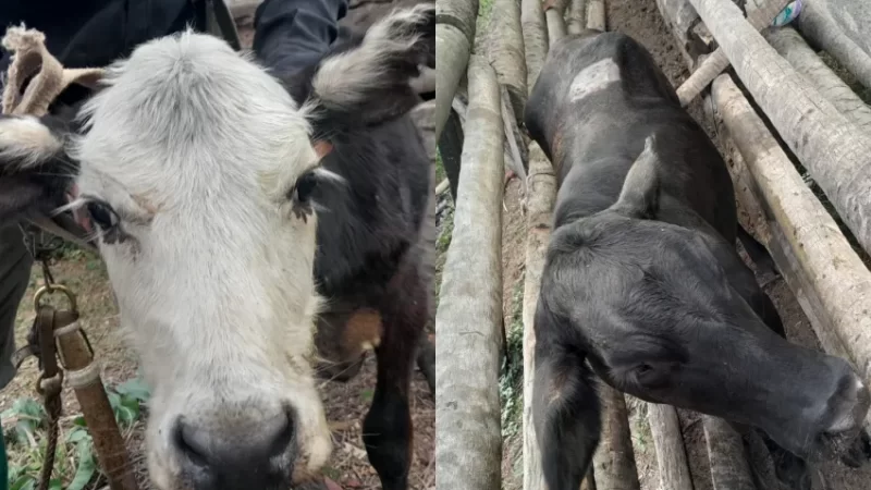 Vilelas: Secuestraron animales vinculados a la causa judicial del dirigente Rolon