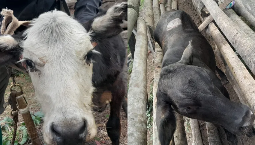 Vilelas: Secuestraron animales vinculados a la causa judicial del dirigente Rolon