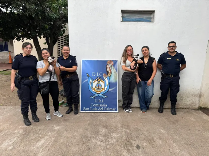 Un matrimonio acusado de ofrecer a la venta cachorros pitbull que tenia en custodia
