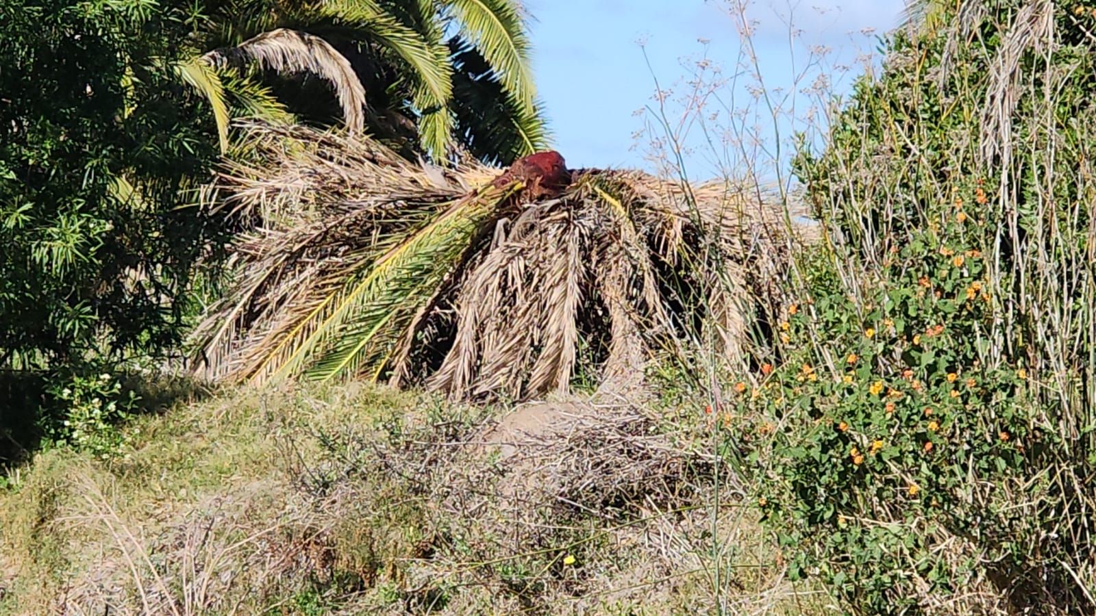 Recomendaciones para prevenir el ingreso del picudo rojo de las palmeras a la Argentina