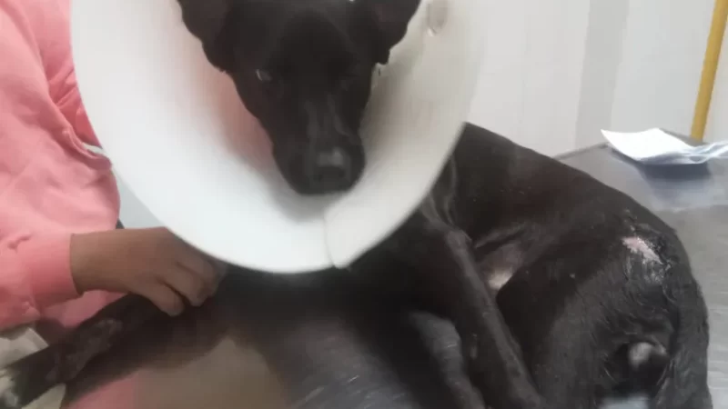 Piden colaboración para Lira, una perra que fue atropellada en Barranqueras