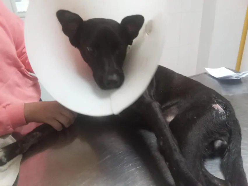 Piden colaboración para Lira, una perra que fue atropellada en Barranqueras