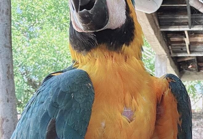 Apareció Paulino, el guacamayo azul que buscaban en Barranqueras