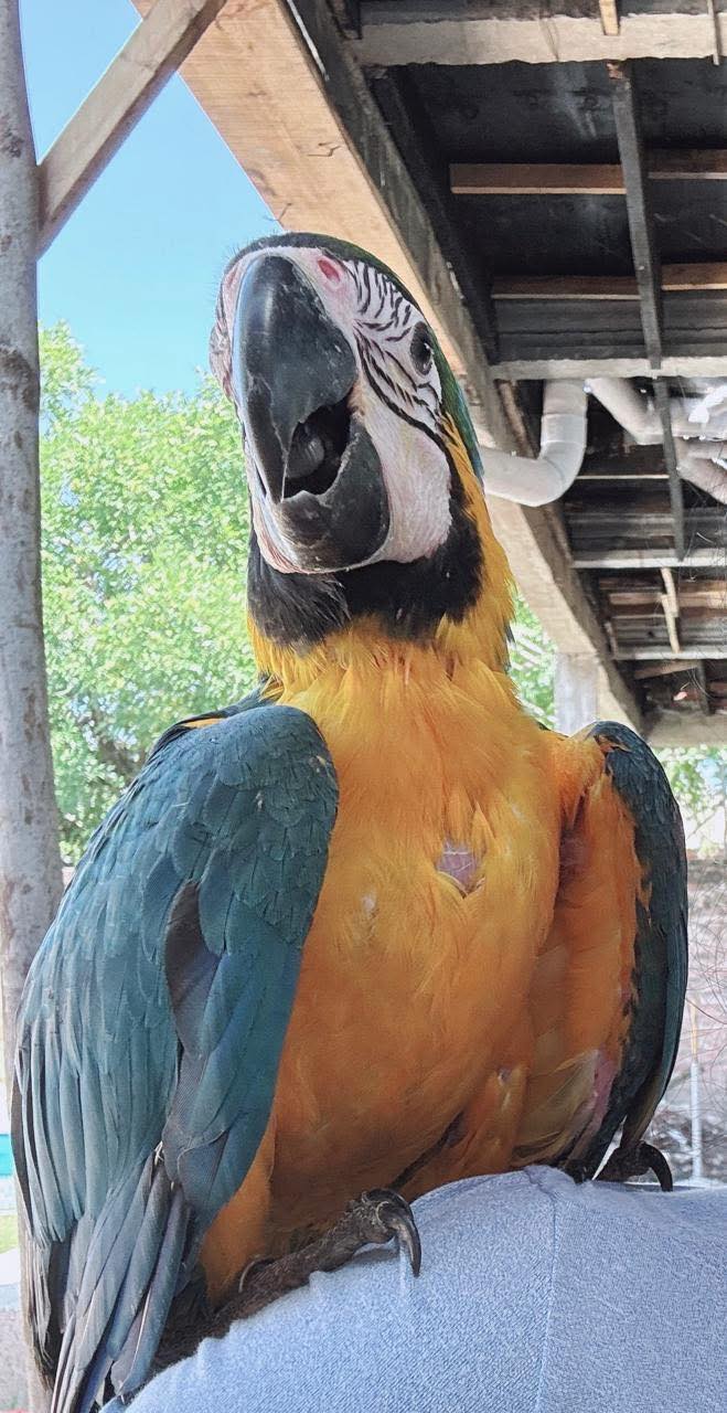 Apareció Paulino, el guacamayo azul que buscaban en Barranqueras