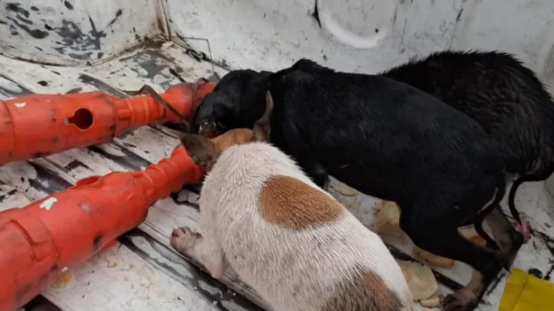 Rescataron a tres cachorros que fueron abandonados en la Ruta 16