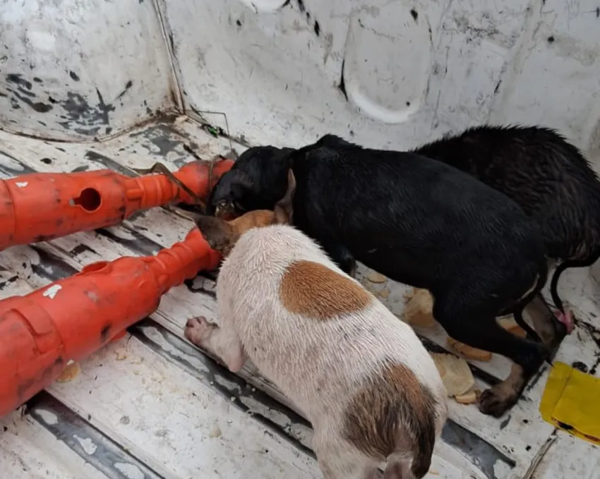 Rescataron a tres cachorros que fueron abandonados en la Ruta 16