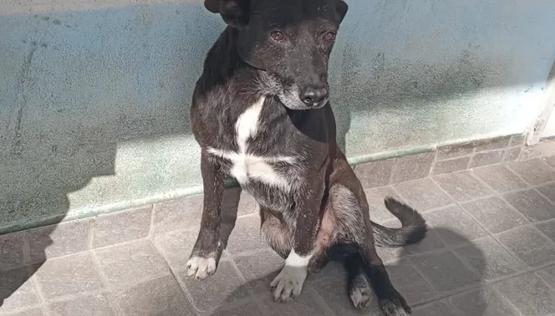 Tres hombres intentaron agredir a perros de la Comisaría Segunda de Barranqueras, quedaron detenidos