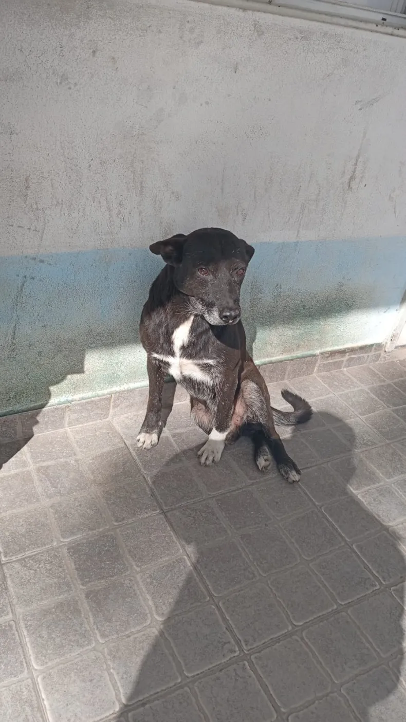 Tres hombres intentaron agredir a perros de la Comisaría Segunda de Barranqueras, quedaron detenidos