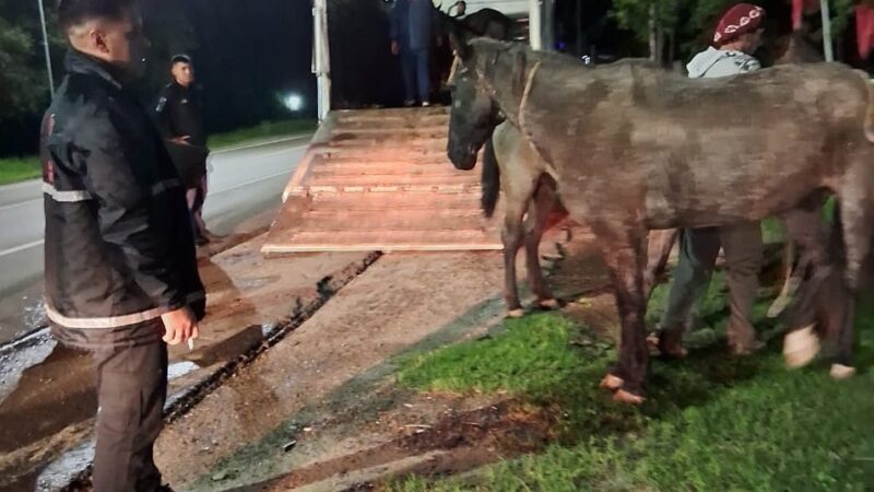 Secuestraron cinco caballos que deambulaban por la vía pública en Barranqueras