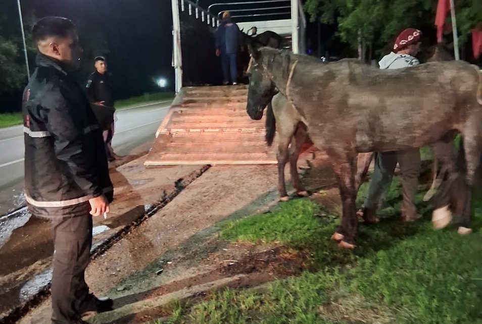Secuestraron cinco caballos que deambulaban por la vía pública en Barranqueras