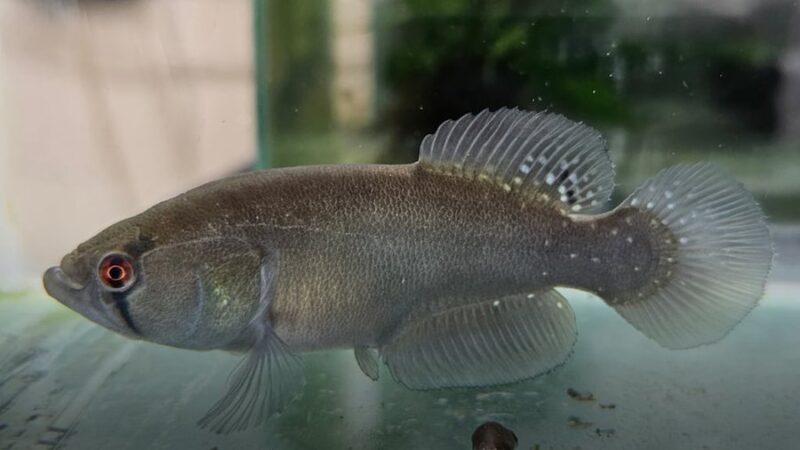 Hallaron una nueva especie de pez gigante que vive sin agua y hay preocupación por su conservación