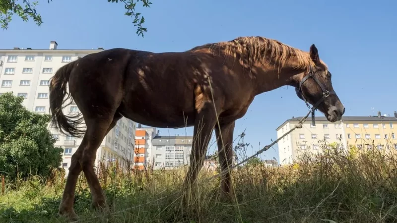 El Municipio de Barranqueras recordó que hacer para denunciar maltrato animal