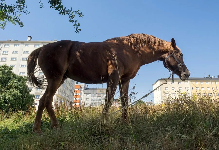 El Municipio de Barranqueras recordó que hacer para denunciar maltrato animal
