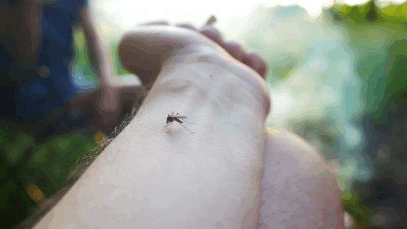 Alarma por aumento de casos de dengue en Santa Fé