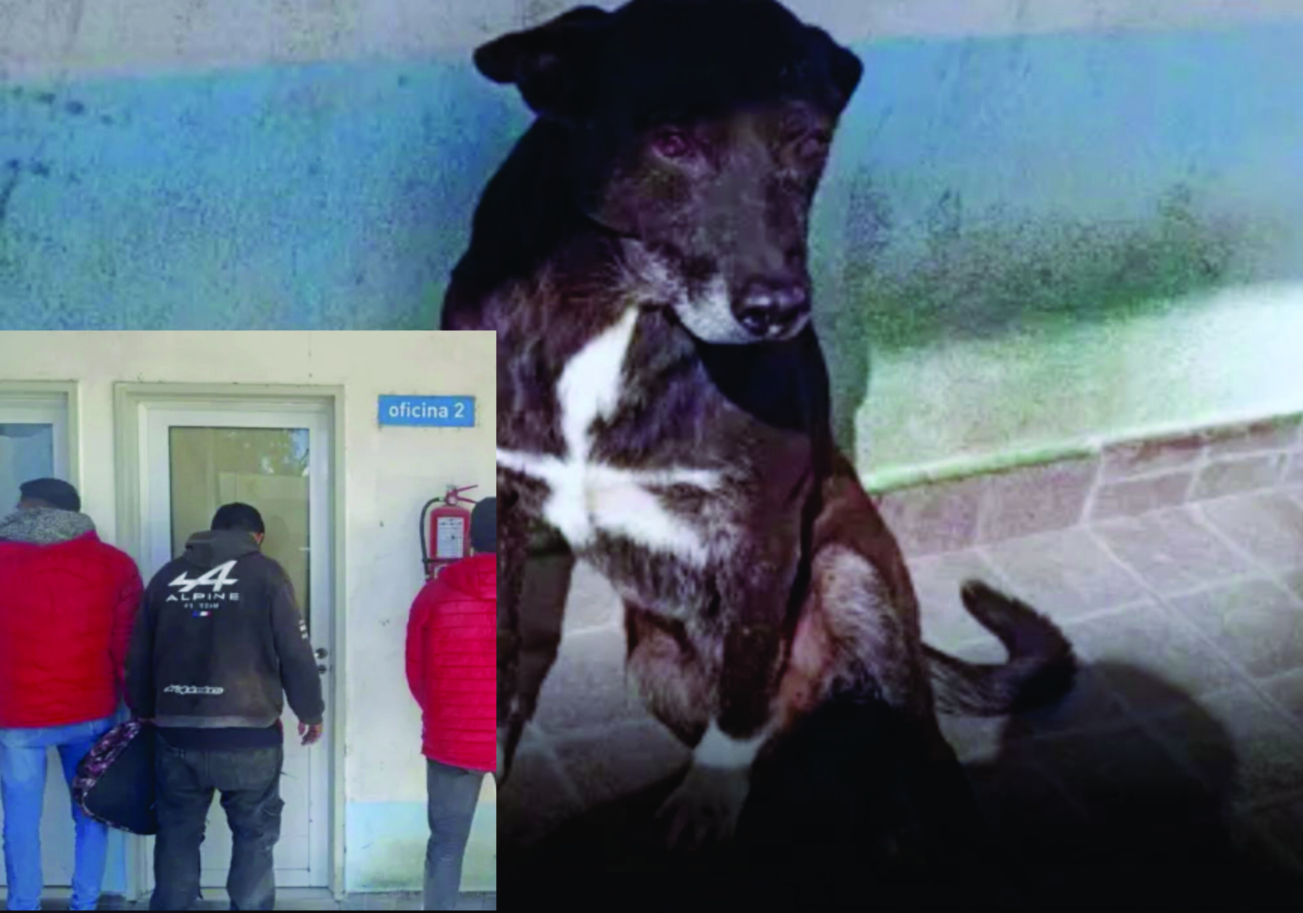 Tres hombres fueron arrestados tras intentar agredir a dos perros que viven en la Comisaría Segunda de Barranqueras