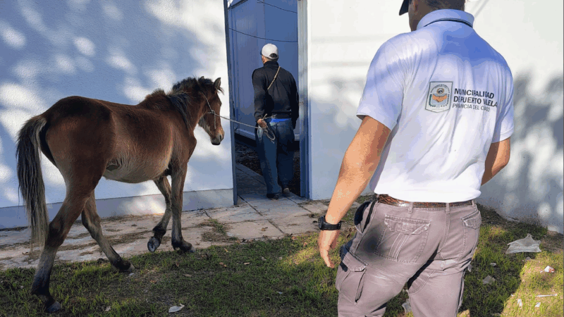 Caballos sueltos en Vilelas: intervención rápida para proteger a la comunidad