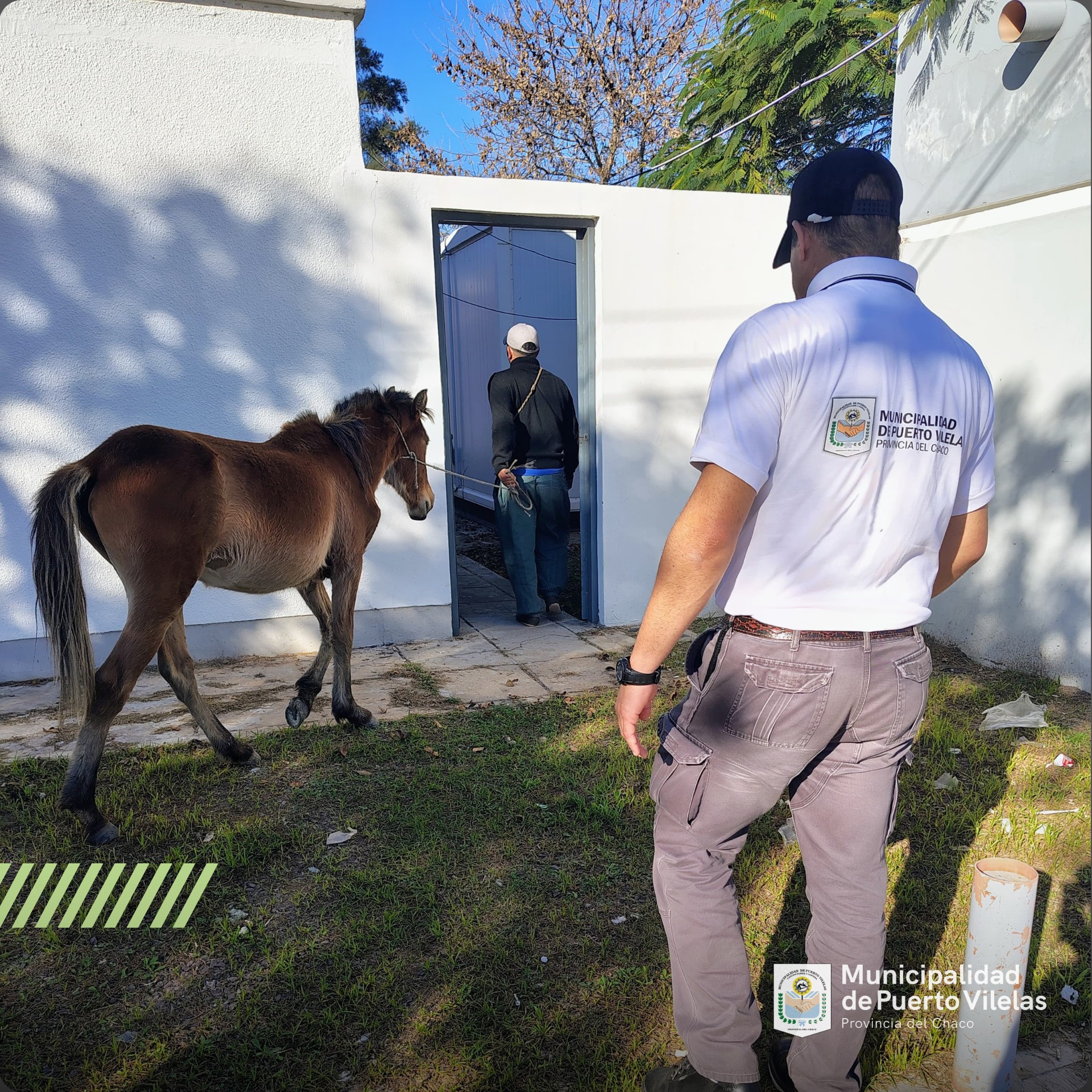 Caballos sueltos en Vilelas: intervención rápida para proteger a la comunidad