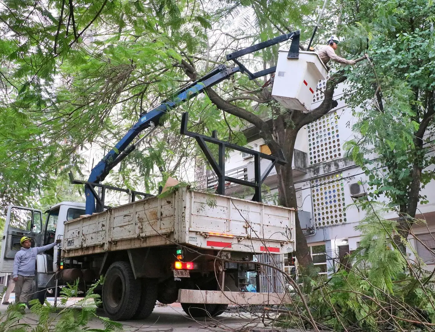 Comenzó la época de poda en el microcentro de Resistencia