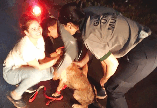 PUERTO VILELAS: Las cámaras de seguridad ayudaron a localizar a una perrita perdida