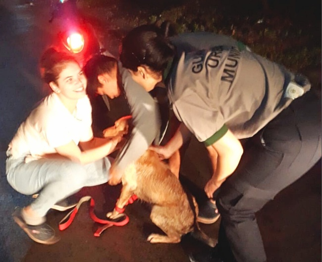 PUERTO VILELAS: Las cámaras de seguridad ayudaron a localizar a una perrita perdida